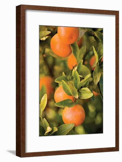 Oranges II-Karyn Millet-Framed Photographic Print