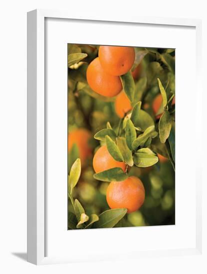 Oranges II-Karyn Millet-Framed Photographic Print