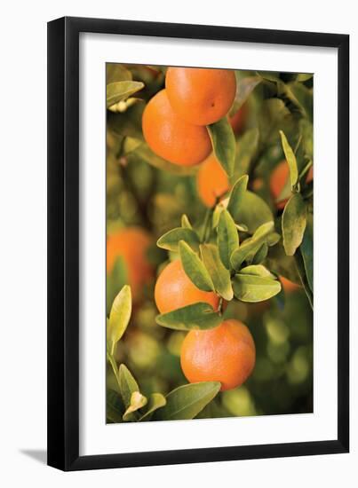 Oranges II-Karyn Millet-Framed Photographic Print