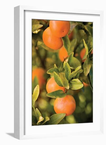 Oranges II-Karyn Millet-Framed Photographic Print