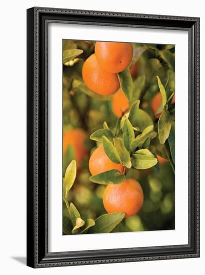 Oranges II-Karyn Millet-Framed Photographic Print