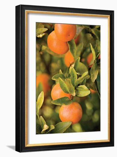 Oranges II-Karyn Millet-Framed Photographic Print