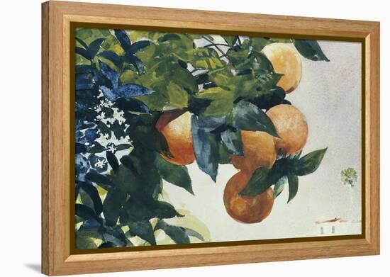 Oranges on a Branch, 1885-Winslow Homer-Framed Premier Image Canvas