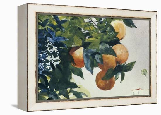 Oranges on a Branch, 1885-Winslow Homer-Framed Premier Image Canvas