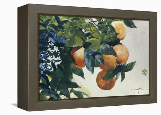 Oranges on a Branch, 1885-Winslow Homer-Framed Premier Image Canvas