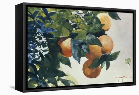 Oranges on a Branch, 1885-Winslow Homer-Framed Premier Image Canvas