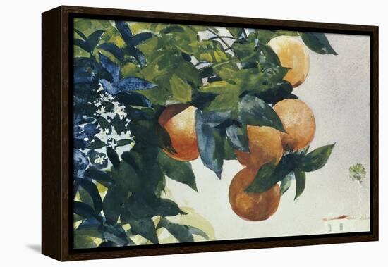 Oranges on a Branch, 1885-Winslow Homer-Framed Premier Image Canvas