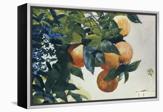 Oranges on a Branch, 1885-Winslow Homer-Framed Premier Image Canvas