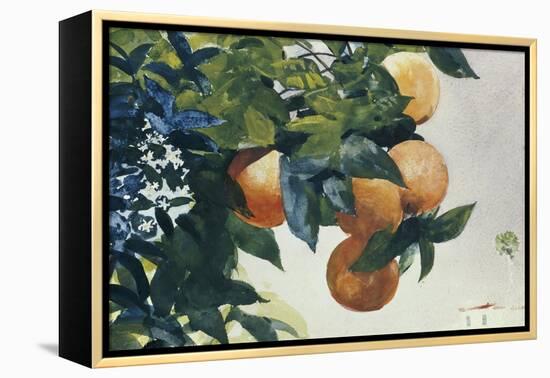 Oranges on a Branch, 1885-Winslow Homer-Framed Premier Image Canvas