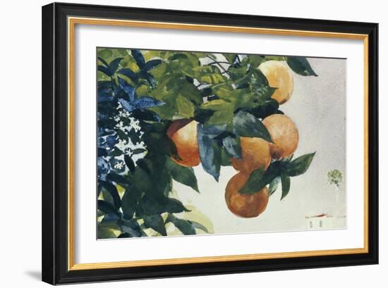 Oranges on a Branch, 1885-Winslow Homer-Framed Premium Giclee Print