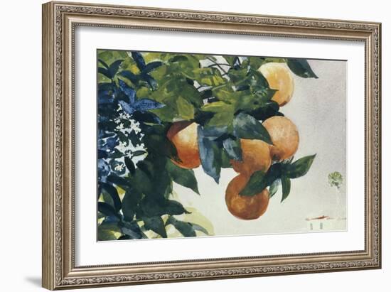 Oranges on a Branch, 1885-Winslow Homer-Framed Giclee Print