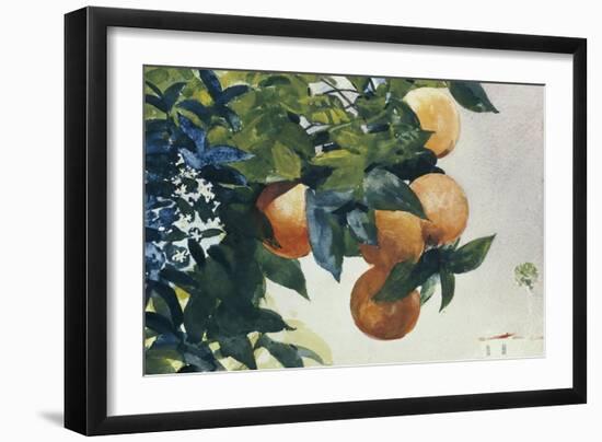 Oranges on a Branch, 1885-Winslow Homer-Framed Giclee Print