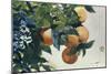 Oranges on a Branch, 1885-Winslow Homer-Mounted Giclee Print