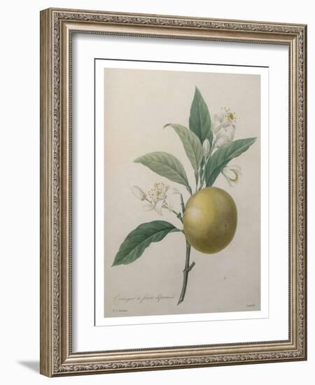 Oranges-Pierre-Joseph Redoute-Framed Art Print