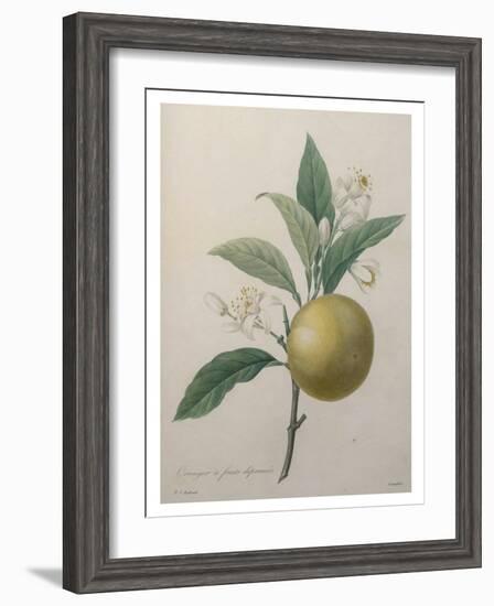 Oranges-Pierre-Joseph Redoute-Framed Art Print