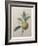 Oranges-Pierre-Joseph Redoute-Framed Art Print