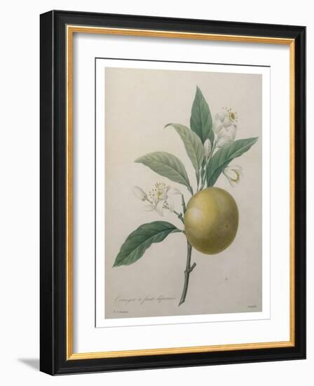 Oranges-Pierre-Joseph Redoute-Framed Art Print