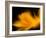 Orangesque-Ursula Abresch-Framed Photographic Print