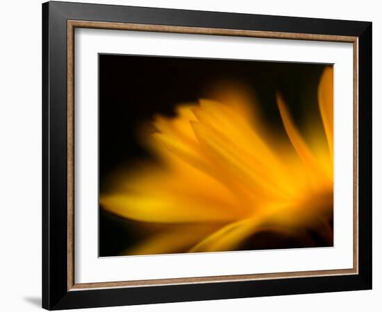 Orangesque-Ursula Abresch-Framed Photographic Print