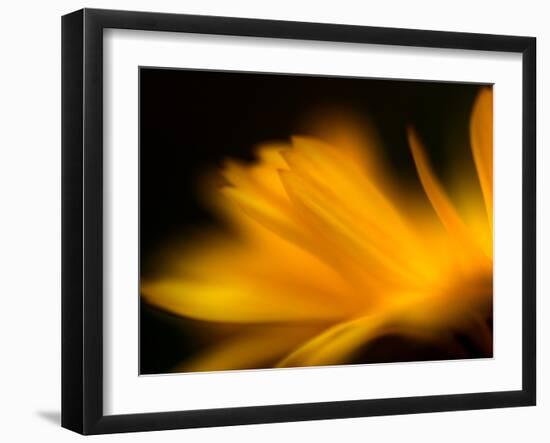 Orangesque-Ursula Abresch-Framed Photographic Print