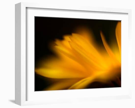 Orangesque-Ursula Abresch-Framed Photographic Print