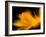 Orangesque-Ursula Abresch-Framed Photographic Print