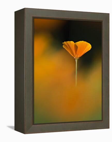 Orangina-Ursula Abresch-Framed Premier Image Canvas