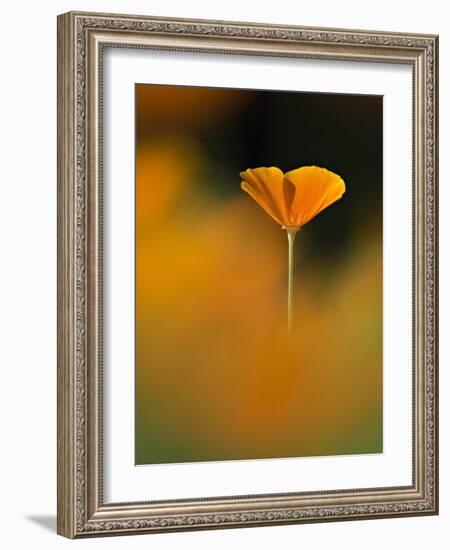 Orangina-Ursula Abresch-Framed Photographic Print