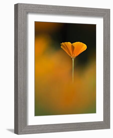 Orangina-Ursula Abresch-Framed Photographic Print