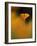 Orangina-Ursula Abresch-Framed Photographic Print