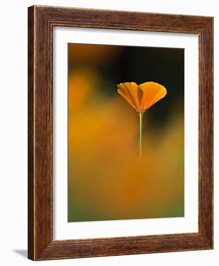 Orangina-Ursula Abresch-Framed Photographic Print