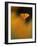 Orangina-Ursula Abresch-Framed Photographic Print