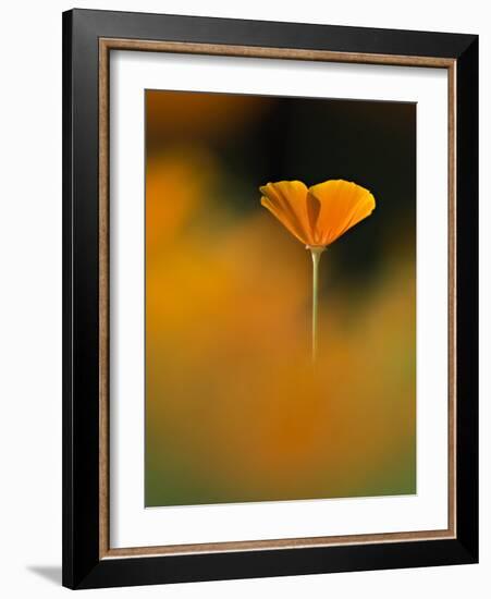 Orangina-Ursula Abresch-Framed Photographic Print