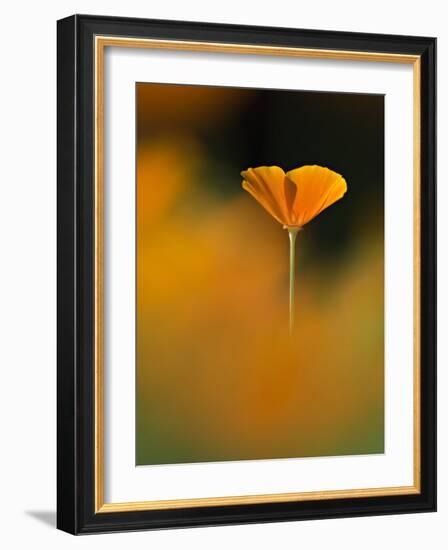 Orangina-Ursula Abresch-Framed Photographic Print