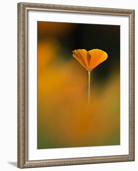 Orangina-Ursula Abresch-Framed Photographic Print