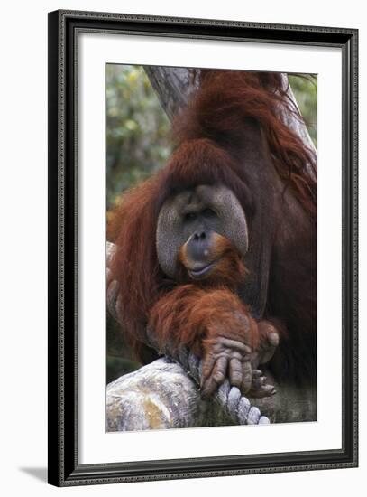 Orangoutang-null-Framed Photographic Print