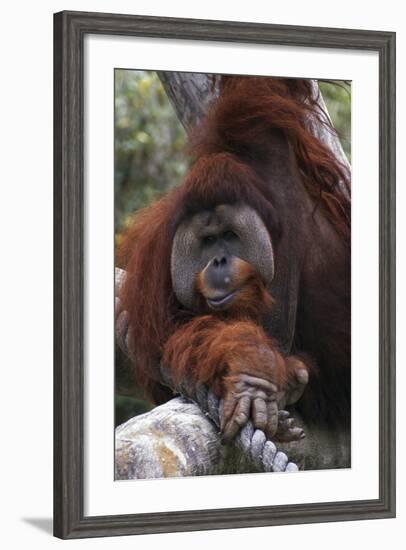 Orangoutang-null-Framed Photographic Print