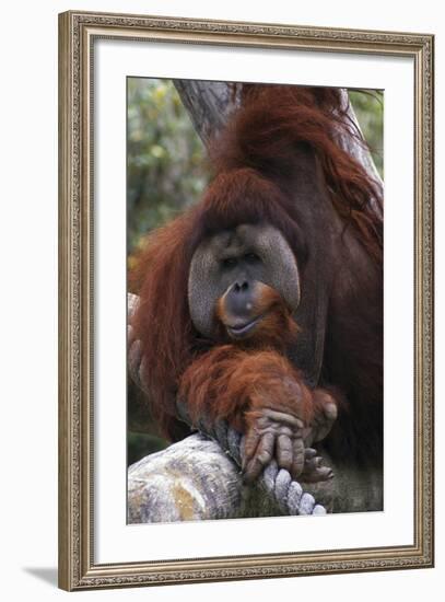 Orangoutang-null-Framed Photographic Print