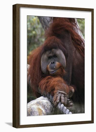 Orangoutang-null-Framed Photographic Print