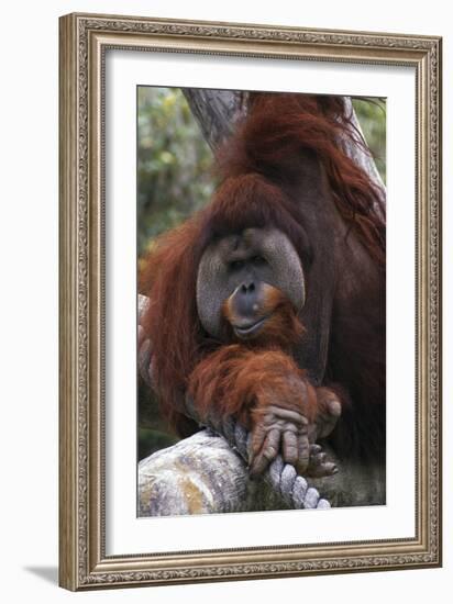 Orangoutang-null-Framed Photographic Print