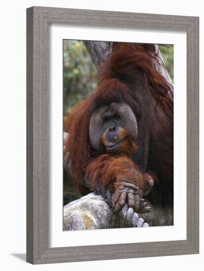 Orangoutang-null-Framed Photographic Print