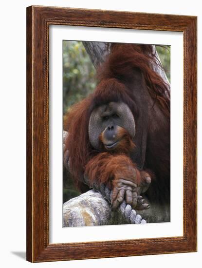 Orangoutang-null-Framed Photographic Print