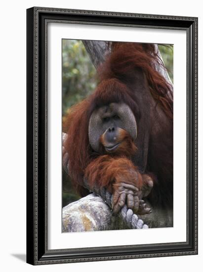 Orangoutang-null-Framed Photographic Print