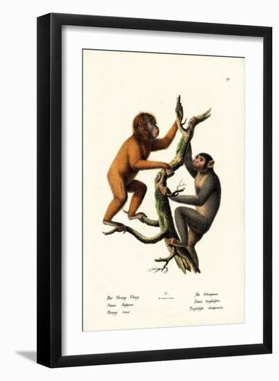 Orangutan, 1824-Karl Joseph Brodtmann-Framed Giclee Print