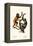 Orangutan, 1824-Karl Joseph Brodtmann-Framed Premier Image Canvas