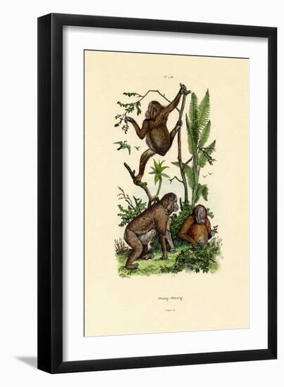 Orangutan, 1833-39-null-Framed Giclee Print