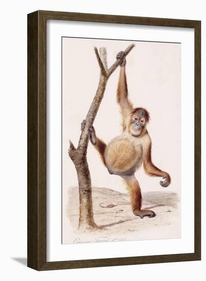 Orangutan, 1836-Edouard Travies-Framed Giclee Print