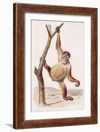 Orangutan, 1836-Edouard Travies-Framed Giclee Print