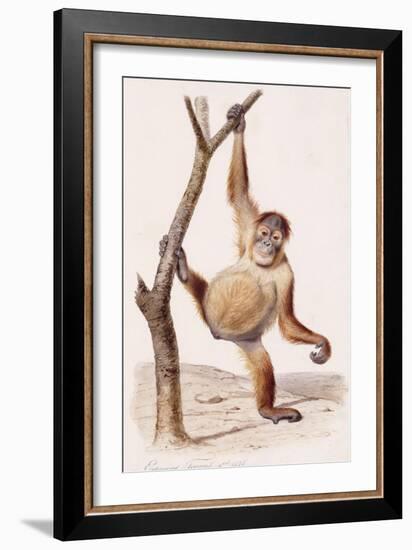 Orangutan, 1836-Edouard Travies-Framed Giclee Print