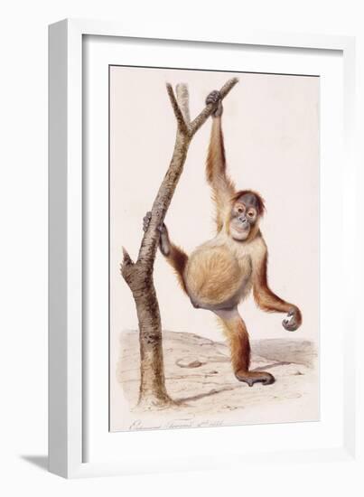 Orangutan, 1836-Edouard Travies-Framed Giclee Print